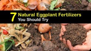 Natural Fertilizer for Eggplant titleimg1