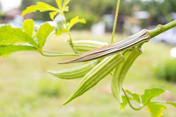 Okra is a popular veggie to plant in July.