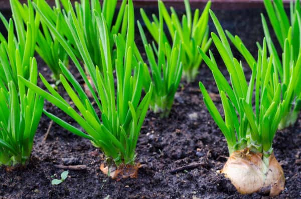Growing onions by eggplant deters pests.
