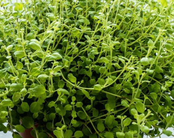 Oregano attracts a variety of pollinators to the garden.