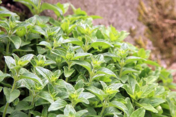 Grow oregano as a companion plant to draw beneficial insects.