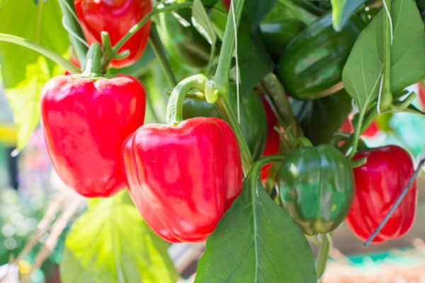 Peppers and onions make great companions since they have the same growing needs.