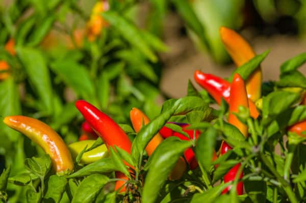 Peppers are vegetables that come in many varieties, but they all need a lot of water.