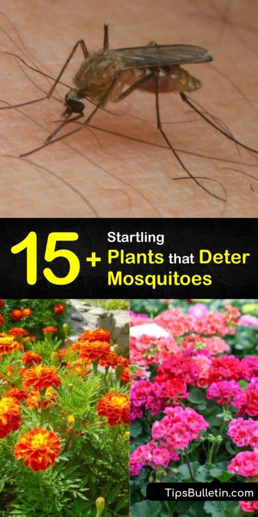 Discover how to keep mosquitoes out of the yard and patio with a mosquito repellent plant. Some plants are aesthetic, while others like lemon balm, citronella, lavender, bee balm, and rosemary are perfect for repelling mosquitoes. #plants #mosquito #repellent #deterrent