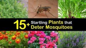 Plants that Deter Mosquitoes titleimg1
