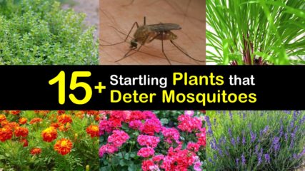 Using Plants for Mosquito Control - Natural Mosquito Repellents