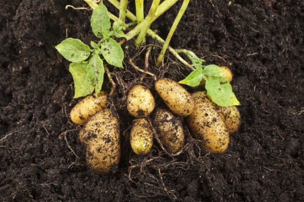 Potatoes are ideal for loosening garden soil.