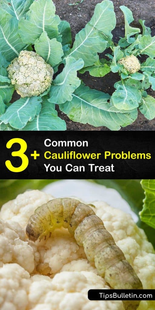 Learn about common problems with growing cauliflower plants this season. Use mulch and learn to blanch with outer leaves to protect curds from fungus or heat . Avoid aphids to enjoy tasty cauliflower florets fresh from the garden. #problems #growing #cauliflower