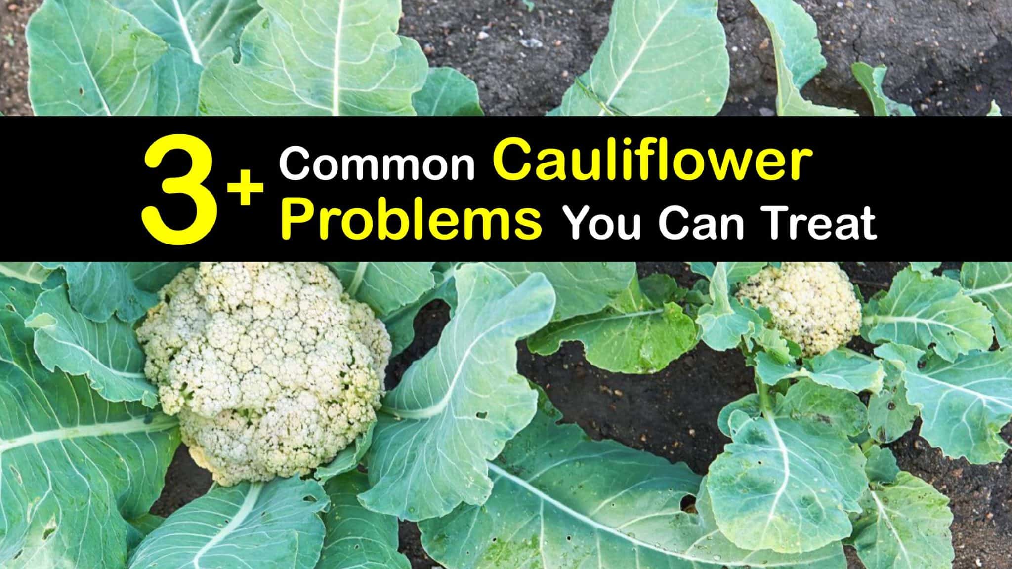 Cauliflower Growing Problems What Can You Do