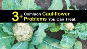 Problems with Growing Cauliflower titleimg1
