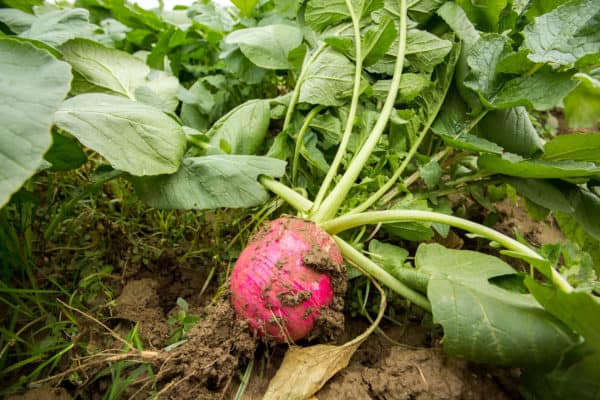 Radishes are fast-growing vegetables.