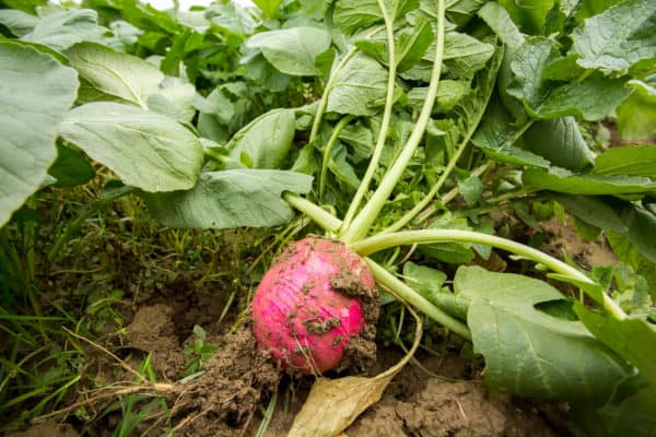 Radishes are fast-growing vegetables.
