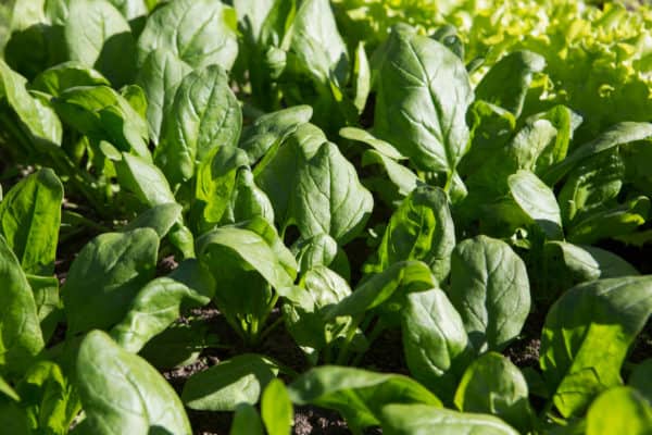 Spinach grows well in raised beds.