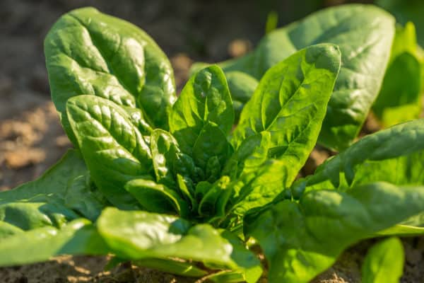 Eggplants enjoy spinach growing nearby.