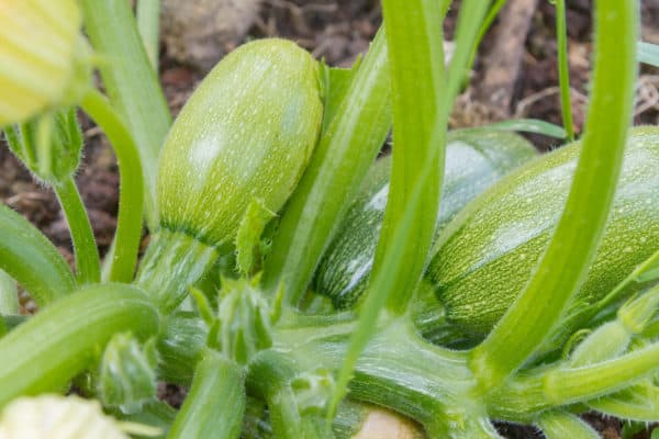 Allow a lot of room when growing summer squash.