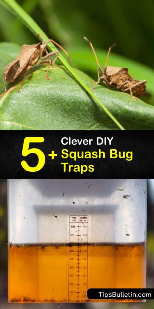 Eliminate the squash vine borer, known as the cucumber beetle, using squash bug traps to remove the adult squash bug and its squash bug egg population from your plant. Anasa tristis insect pests are often confused with the stink bug, but are easy to remove from your garden. #squash #bug #traps