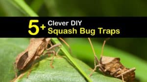 Squash Bug Traps titleimg1