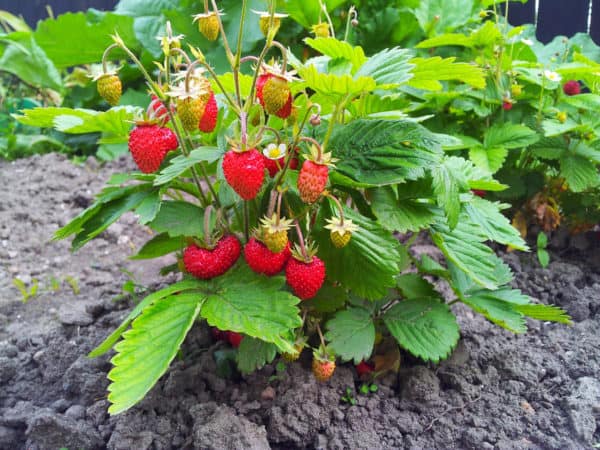 Strawberries serve as living mulch for rhubarb plants.