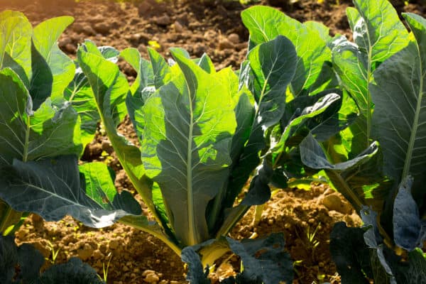 Swiss chard is a tasty leafy green.