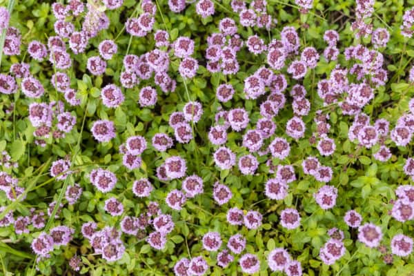 Growing thyme in your raised bed will deter bugs from your other vegetables.