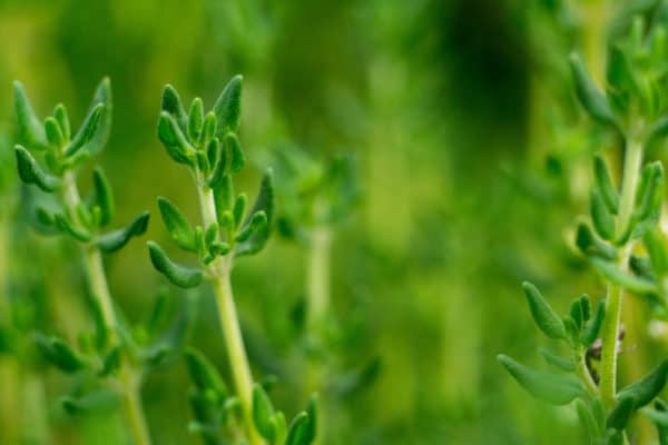 Thyme is a great ground cover for the garden.