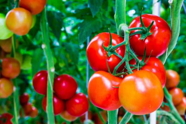 Tomatoes benefit from the nitrogen peas add to the garden.