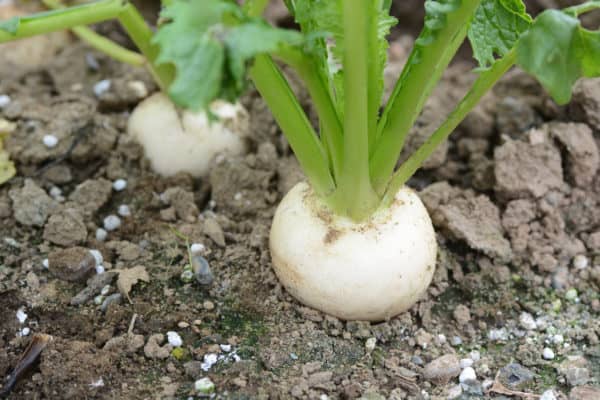 Turnips are root vegetables that anyone can plant in July.