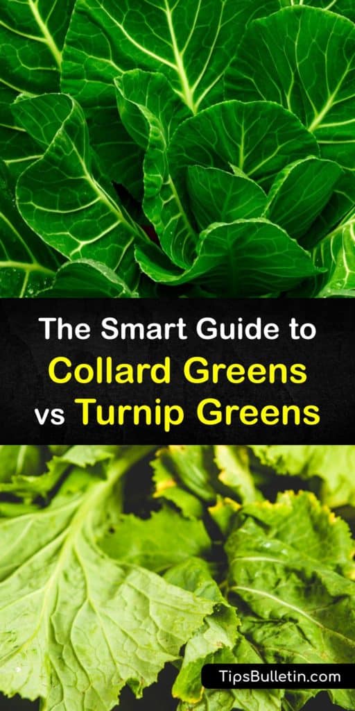 Discover the differences between collard greens and turnip greens and how these leafy greens benefit your diet. Collard greens are popular as a side dish and add flavor to ham hocks, and turnip greens are perfect when you saute them for soup and stew. #collard #turnip #greens