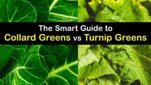 Turnip Greens vs Collard Greens titleimg1