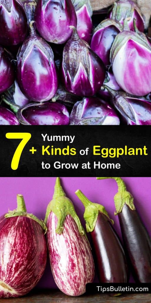 Discover the best eggplant variety for your garden from the Rosa Bianca, Black Beauty, Chinese eggplant, Indian eggplant, Italian eggplant, White eggplant, and more. Try something other than the American eggplant or Globe eggplant, and grow different types of eggplant at home. #types #eggplant