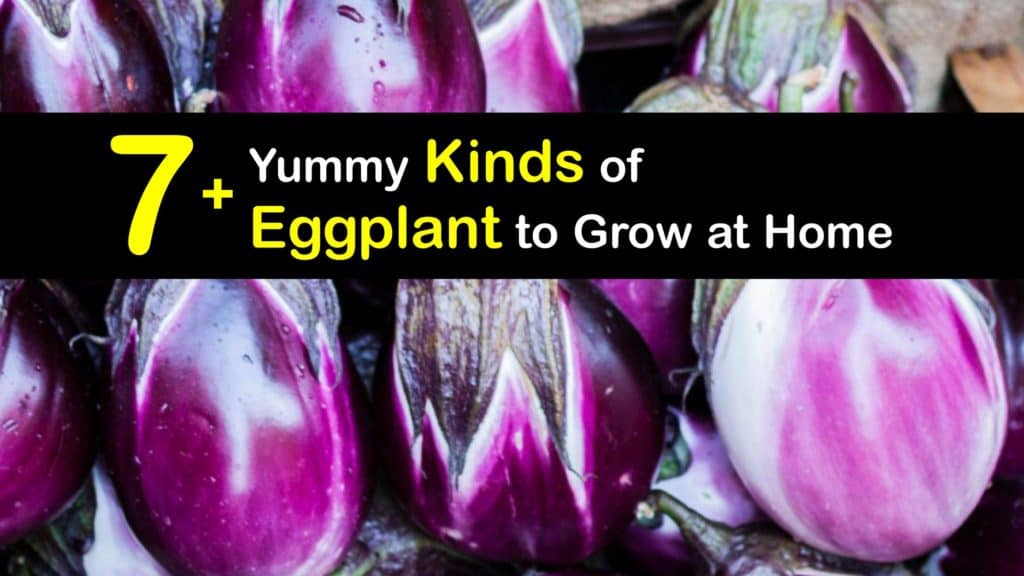 types of eggplant titleimg1
