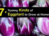 types of eggplant titleimg1