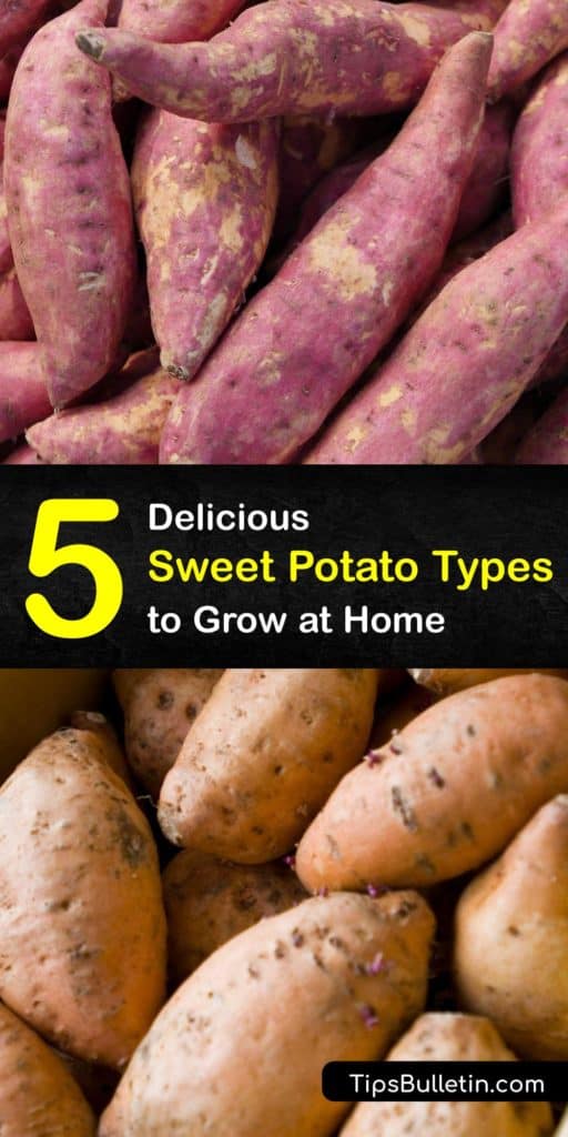 Red skin or purple skin sweet potatoes are found in grocery stores, unlike the African tubers they are often confused with. Whether you love the Jewel, Beauregard or the Japanese types of sweet potatoes, learn to grow these deep orange vegetables at home. #types #sweet #potatoes #varieties