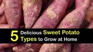 Types of Sweet Potatoes titleimg1