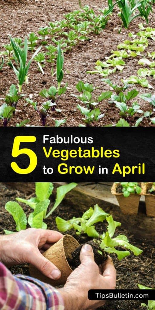 Have you been wondering what to plant in your garden? Make this the season you grow vegetable favorites like Swiss chard, leeks, kohlrabi, or shallots. These delightful ideas will have you counting down the days to the last frost so you can get transplanting. #grow #vegetables #april #plants