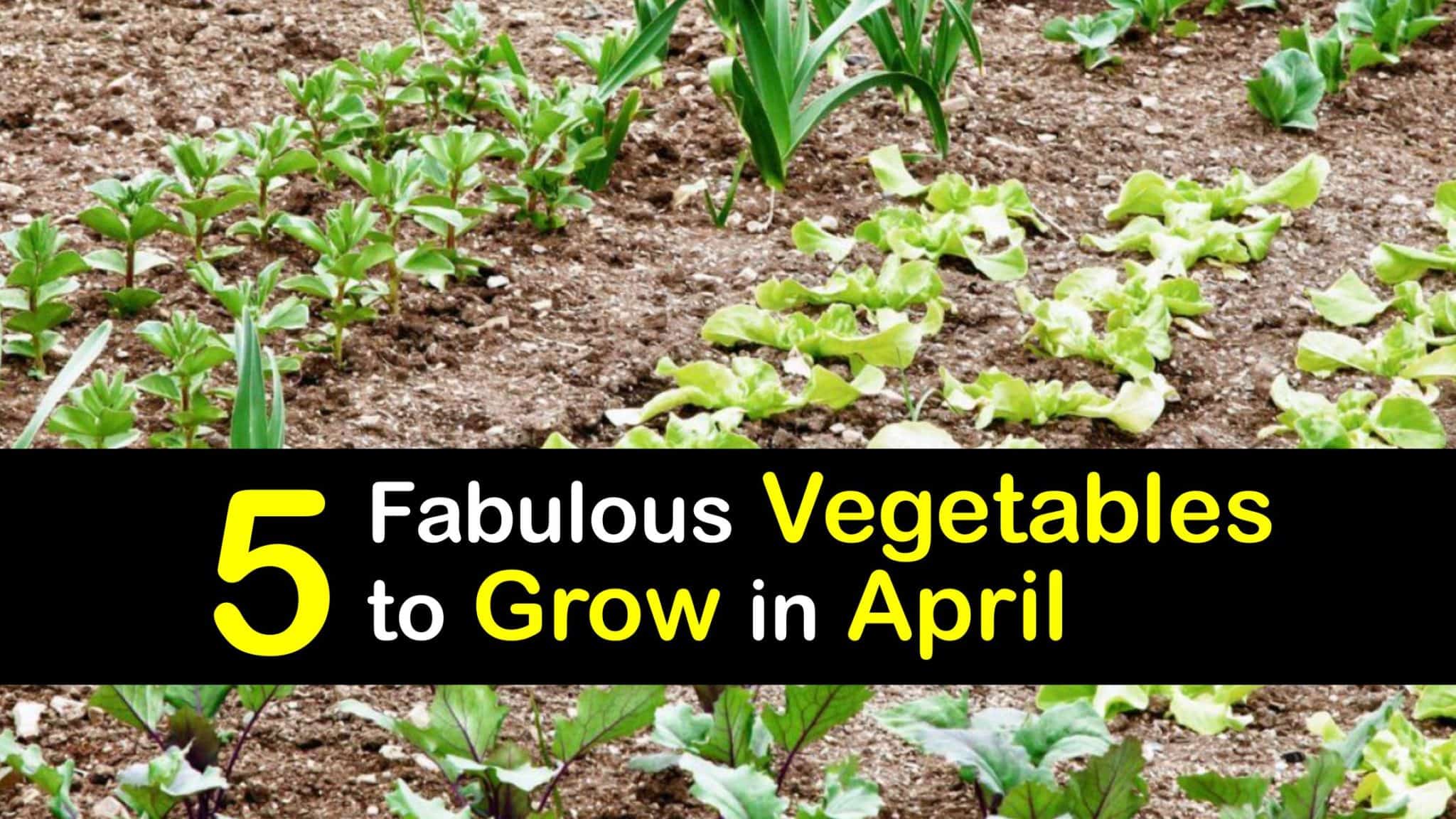 AprilGrown Vegetables What Veggies Should be Planted in April