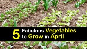 Vegetables to Plant in April titleimg1