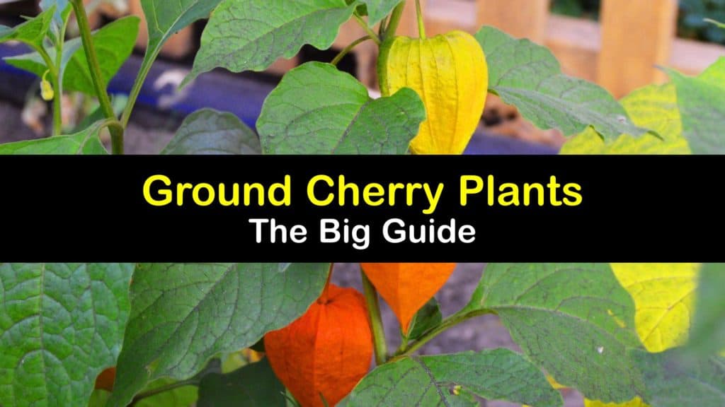 What are Ground Cherries titleimg1