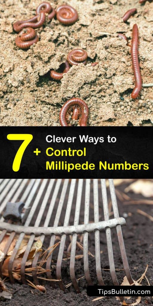Millipedes love damp environments, and decomposing organic matter like leaf litter is a perfect food source for them. To avoid having millipedes in your crawl space, discover millipede control options like using diatomaceous earth. #pests #millipede #attract #insect