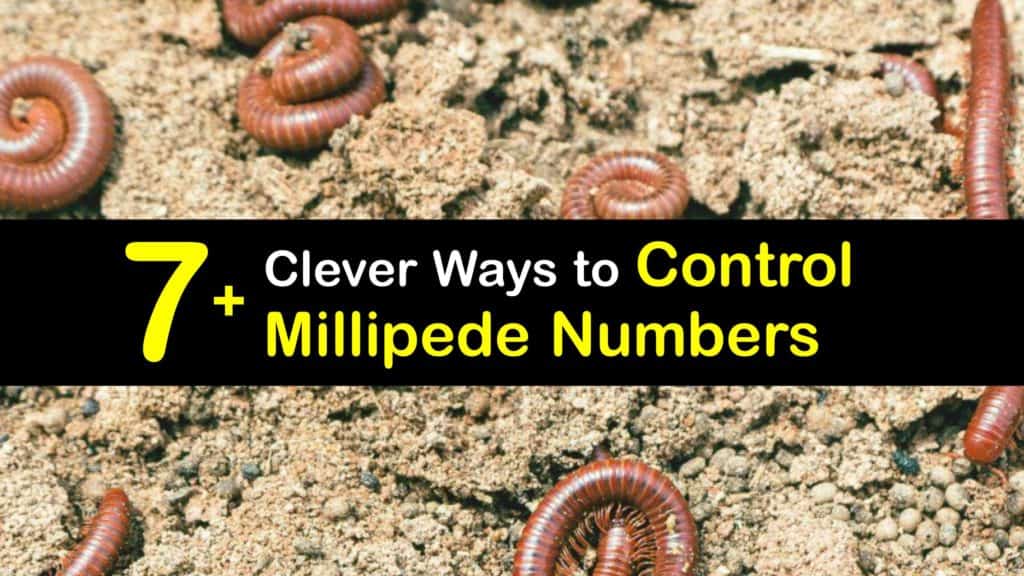 What Attracts Millipedes titleimg1