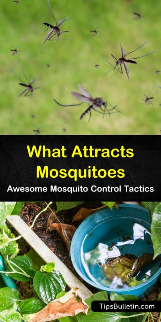 Discover what attracts mosquitoes to humans and certain areas and how to prevent them. Male mosquitoes feed on nectar, while the female mosquito seeks out blood. Standing water, body odor, and certain colors attract mosquito activity. #attract #mosquitoes
