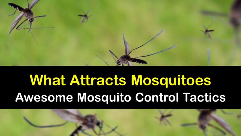 What Attracts Mosquitoes titleimg1