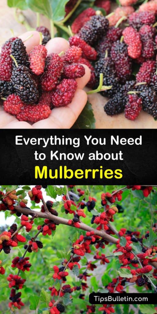 Within North America, you can find wild red mulberry trees, but you can find mulberry fruit worldwide. Yet, these delicious berries do not receive the recognition they deserve for their flavor. Learn about these blackberry look-a-likes and how to use the mulberry leaf. #mulberry #fruit #gardening