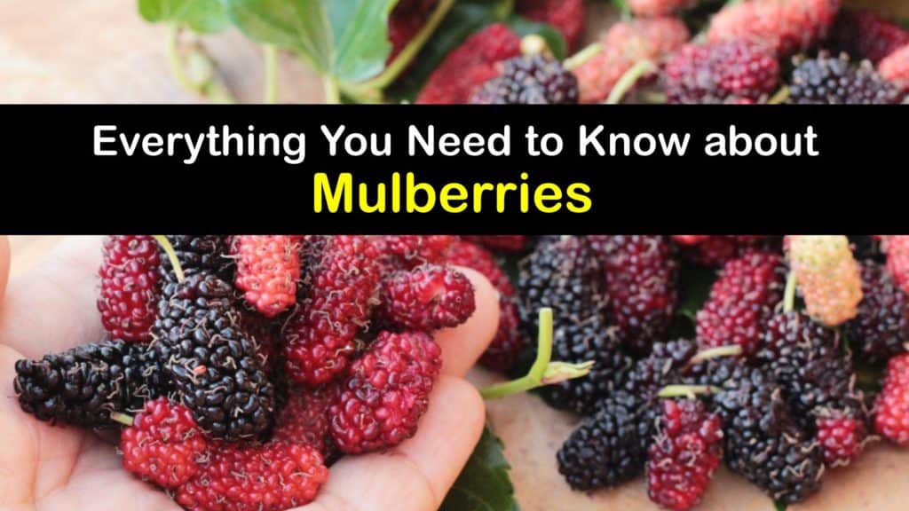 What is a Mulberry titleimg1