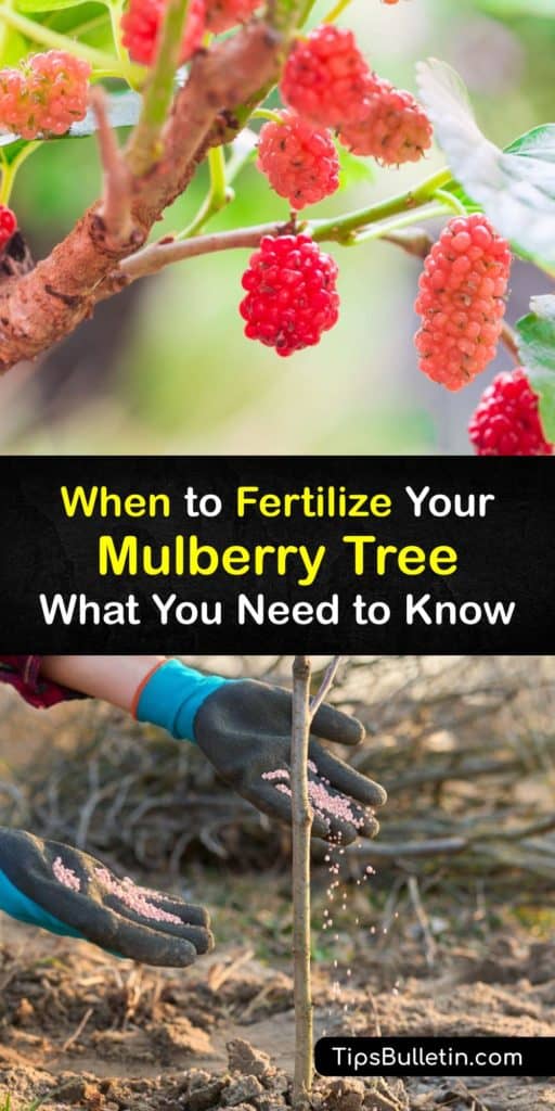 Do you have a red mulberry, black mulberry, or Pakistan mulberry growing in your yard? Have you been wanting to try your hand at growing a mulberry fruit tree with organic fertilizer? Check out these fantastic fertilizer facts to get you started. #fertilizer #mulberry #tree #when