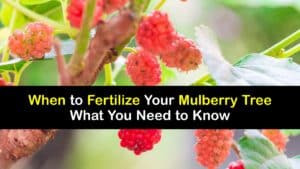 When to Fertilize Mulberry Trees titleimg1
