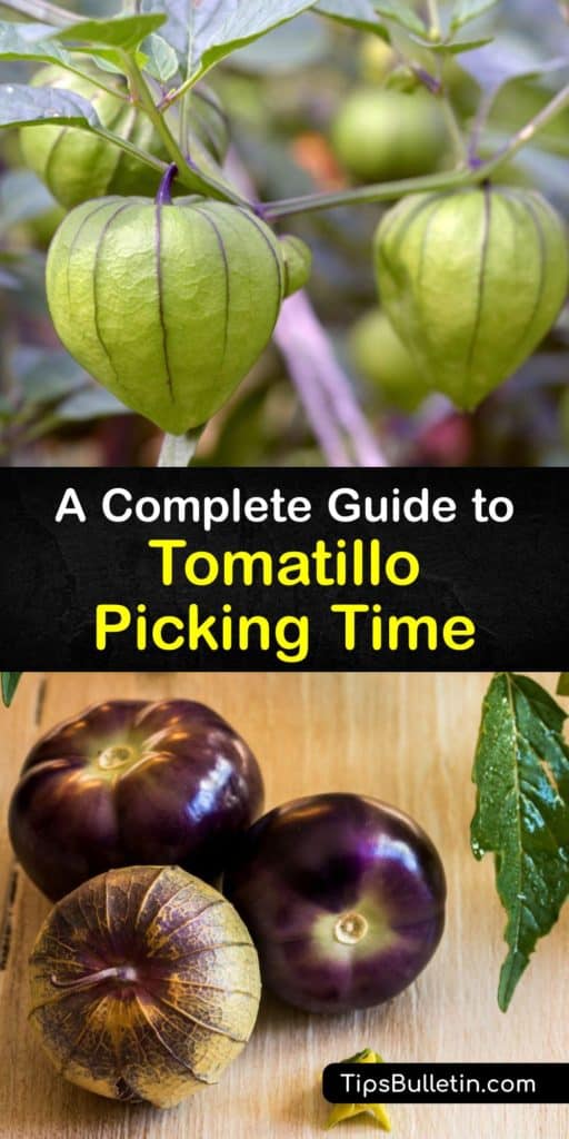 Tomatillo plants of the nightshade family originate in Mexico. Pollination needs two plants and mulch helps moisture retention. The key to harvest tomatillos after transplanting is the papery husk that discerns ripeness. Store fruit in a paper bag in the refrigerator. #picking #harvest #tomatillos