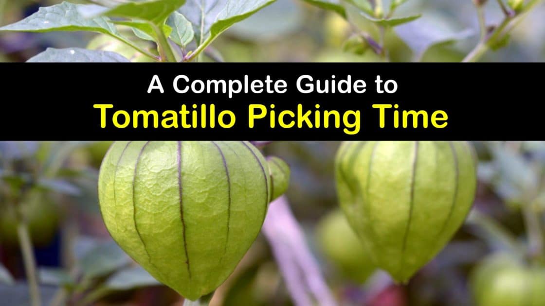 Tomatillo Harvesting Guide Best Time to Pick Tomatillos