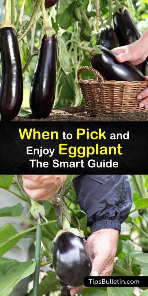 Are you curious about harvesting eggplant? Solanum melongena is often called Japanese eggplant, Asian eggplant, or purple eggplant. Learn the subtle differences when harvesting eggplant in your home garden this season. Pick up handy hints for how to harvest eggplant. #harvest #eggplant #when