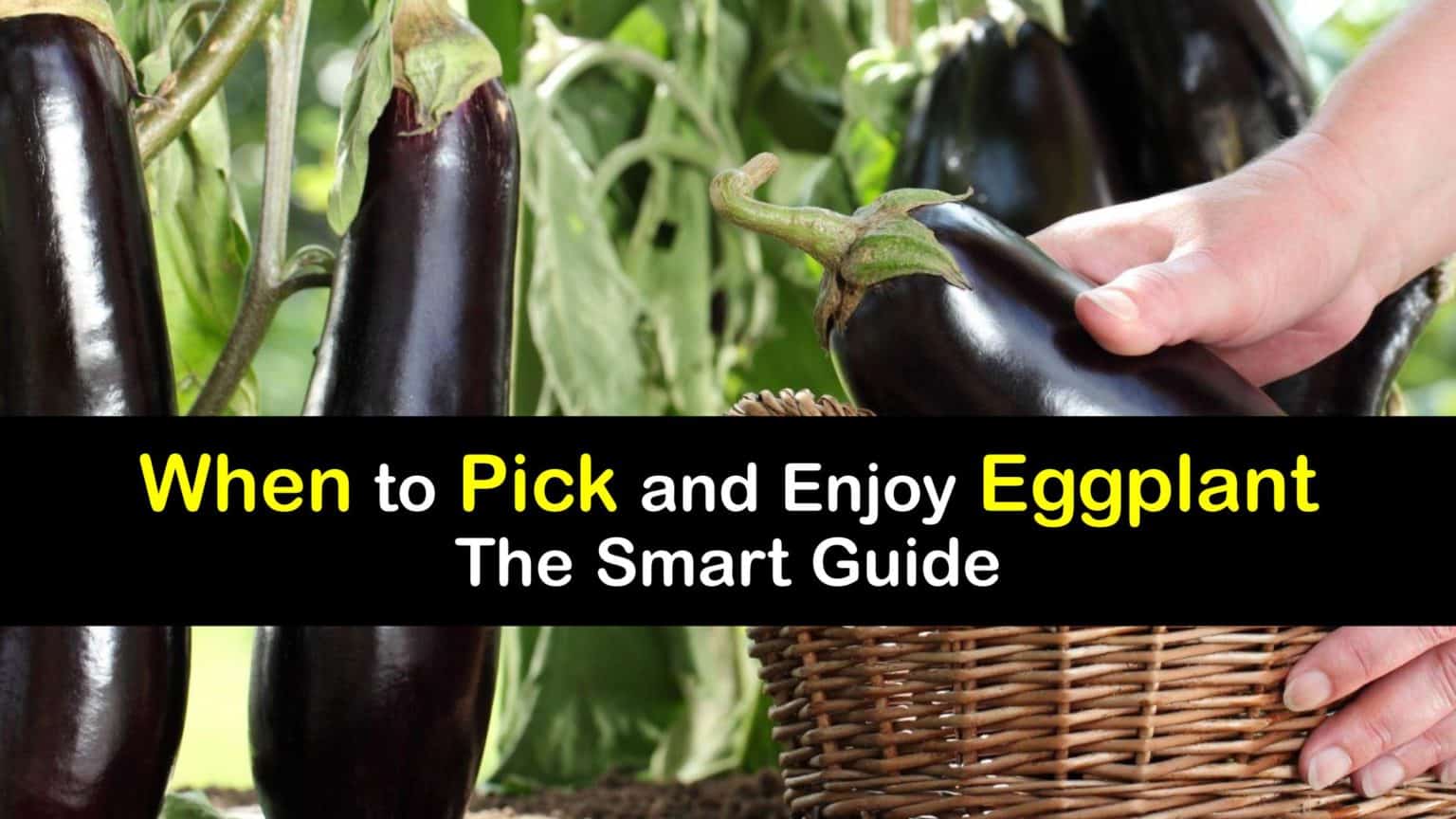 Eggplant Harvesting Best Time for Picking Eggplant